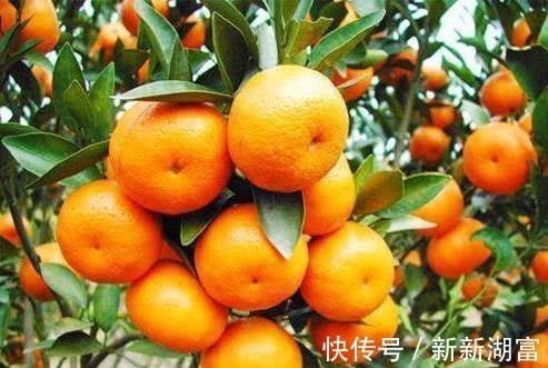 水果|肝毒“最怕”以下4种水果，每天吃一点，排出体内毒素，肝更干净