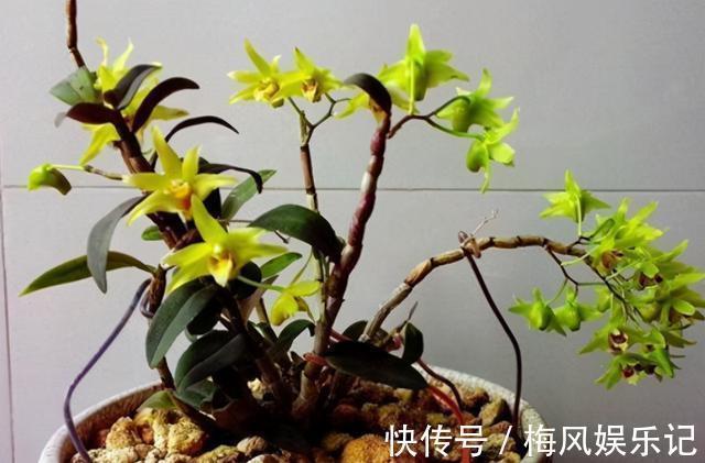 注重养生之人都养4种花,养花等于“养身体”,好养又好看