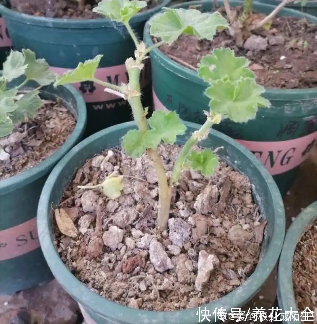 橡皮树|养花就怕乱浇水，越浇死得越快，赶紧住手