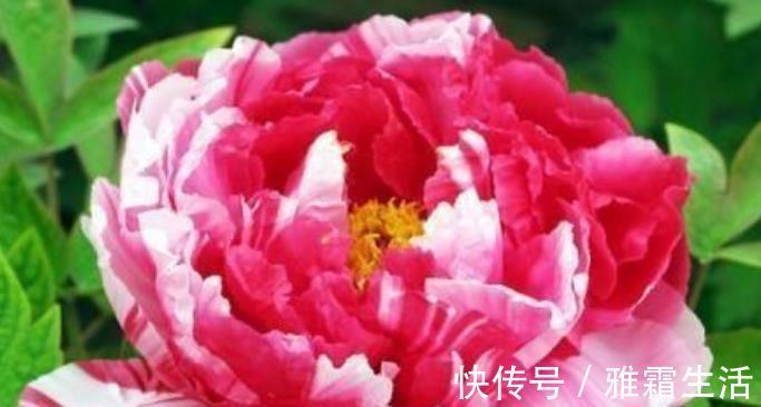 香雪兰|家里就养4种花，妖艳妖娆，层层交叠，烂漫迷人眼