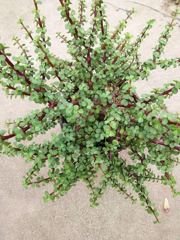 金枝玉叶|盆栽金枝玉叶,3个机遇把握住,叶片晶晶亮,长成昂贵的盆景