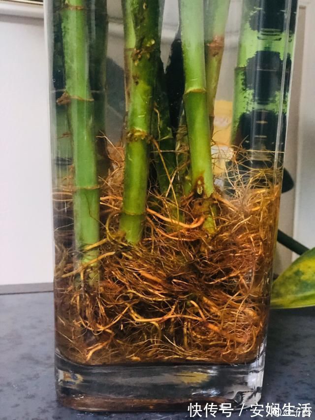 达克宁软膏|1粒小药片,碾碎丢水里,花像吃了兴奋剂疯长