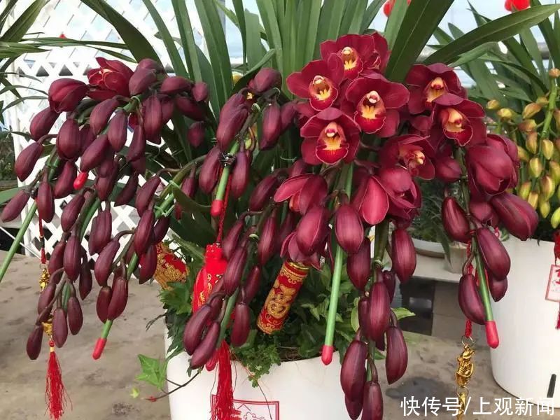 宝山人，新春“花样”可以准备起来啦→