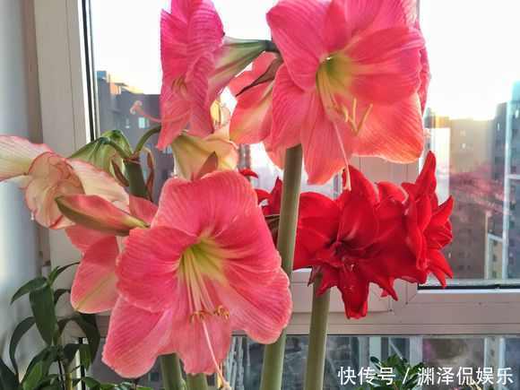 风信子|盛夏养花,就养这4款四季能开花,颜值高,又好养的花,懒人大爱