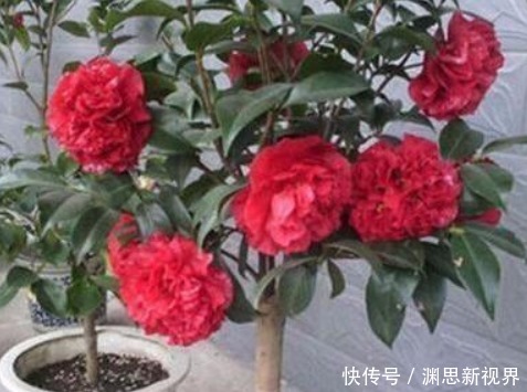 养花|什么水果皮、黄豆水都不如“它”,盆里埋1勺,一年都不用施肥