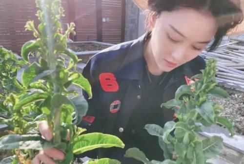 张馨予菜园子中莴笋收获，网友：没错了妥妥的“最美农场主”