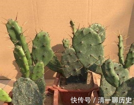 园艺|成功将仙人球叶仙嫁接一起,成品非常漂亮,园艺家出千元购买