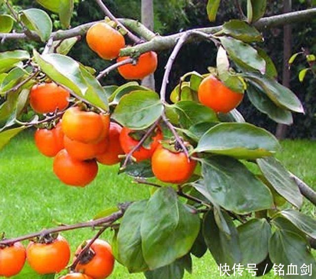 如果我家有院子,我就养树,花和菜都靠边,什么都不如种树好!