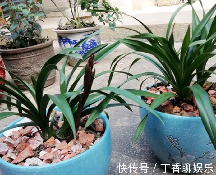 海苔|兰花最怕“上干下湿”,教你3招有效改善,根系健壮不空根