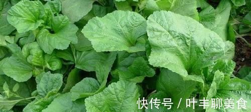 嘛嘛香|咽喉肿痛受不了，常吃以下3种野菜，嗓子不痛了，吃嘛嘛香