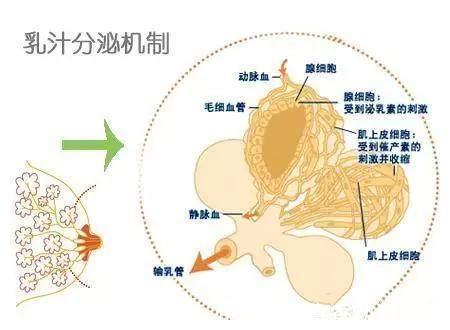 血液|母乳放久了真的会变成血水，婴儿喝的母乳是母亲的血？