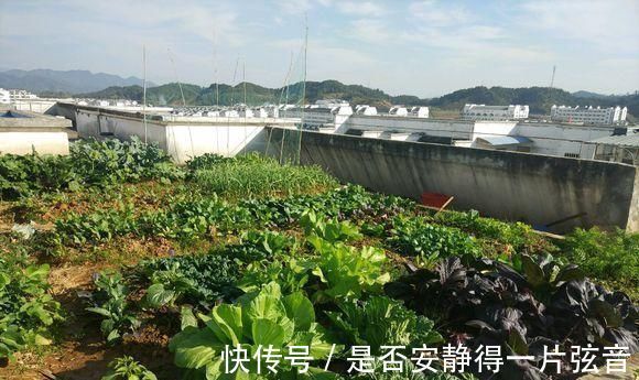 茼蒿|阳台就是大菜园,这6种蔬菜都能种,一年不用买菜,全家都够吃