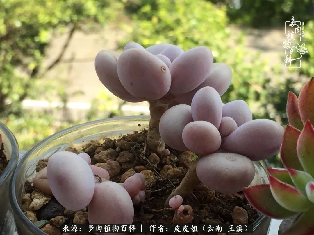 秋黄|柴米油盐的日子,养几盆多肉吧,为生活添几抹色彩!