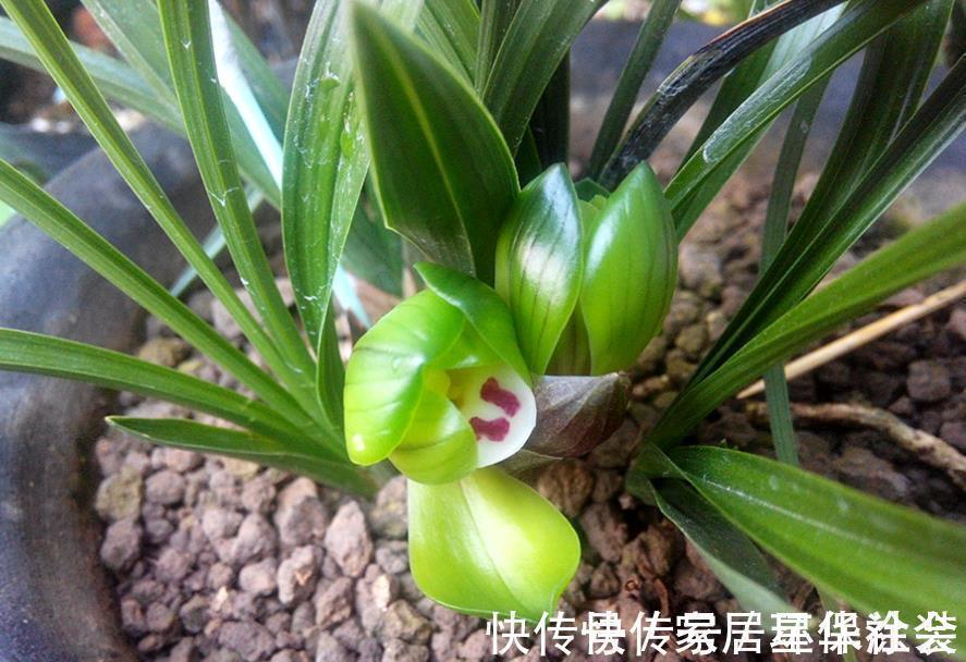 花蕾|夏季入手兰花盆栽选春兰,这么干,7月高温天照样花开不停