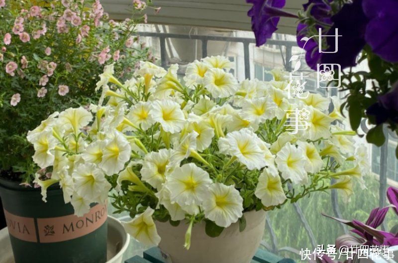 太阳花|懂花的人,喜欢在夏天养10种花,有香有色,越热长得越欢实