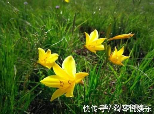 水芥|女人30过后不想老得快,多吃这些野菜,补血益气、排毒美容!