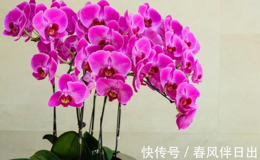 花友|公认难养的3种花,老花匠都不敢轻易入手,新手花友要慎养