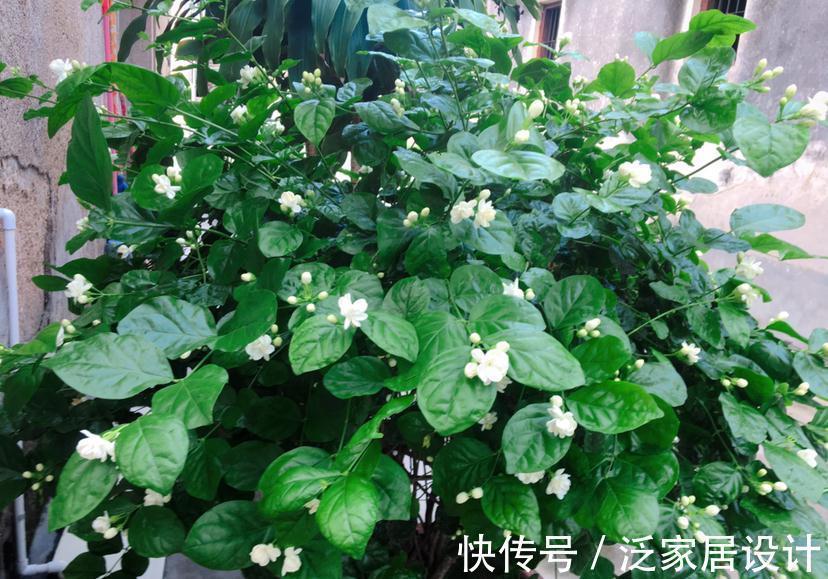 迷迭香|6种“漂亮花”,阳台种一盆,能凉拌能泡茶,生长泼辣,开花多