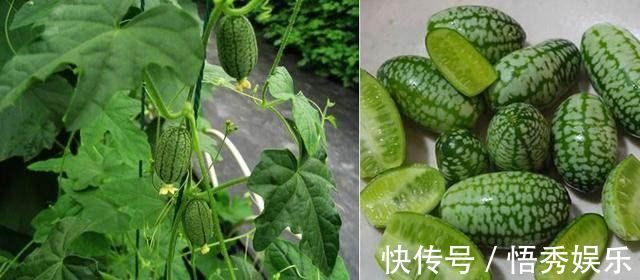 此4种水果,又好养,又好吃,结果还多,特别适合阳台盆栽