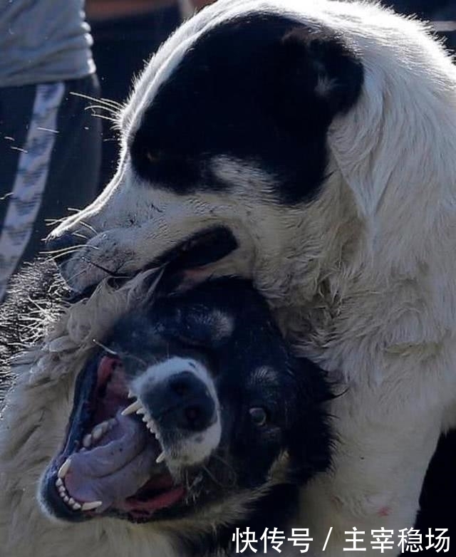 小孩子|血腥斗狗比赛再在吉尔吉斯斯坦进行,小孩子在一旁、拿手机拍照