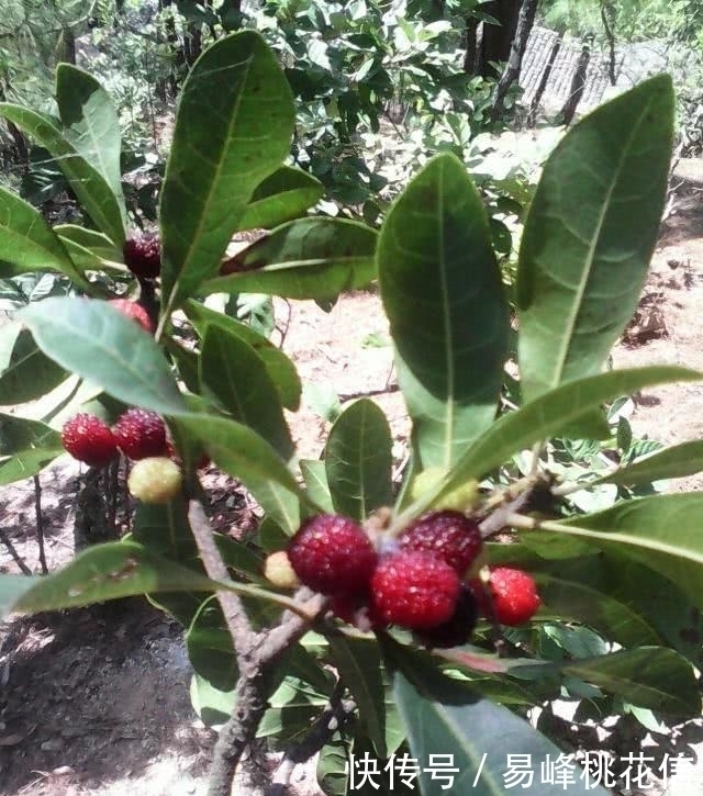 甘蓝|这种果子在孩子不喜欢吃饭的时候吃，立马胃口大开，真是太神奇了