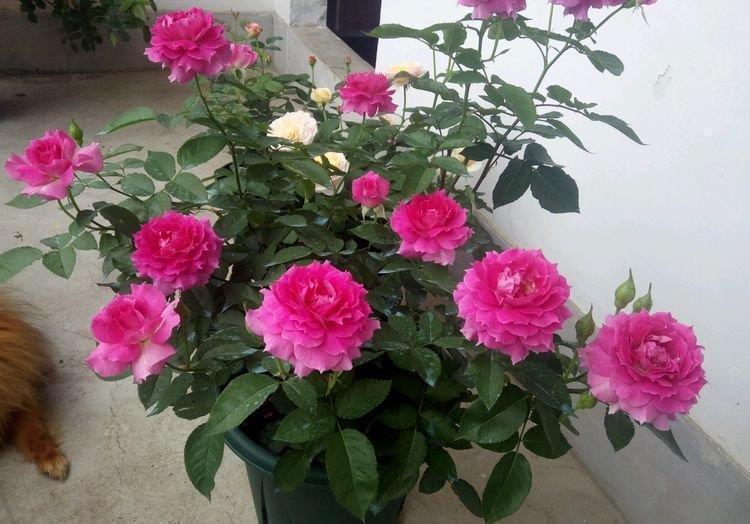 家里就养“4种花”,从年头“香”到年尾,芳香四溢,年年长势旺