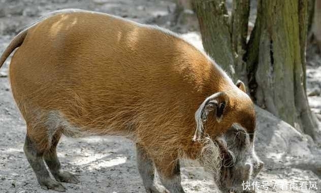 非洲害兽不一般,当地老百姓拿它毫无办法,隔空喊话中国人求帮忙