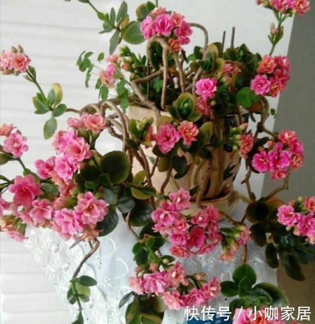 老桩|3种常见的植物,轻松养成老桩盆景,漂亮又美观