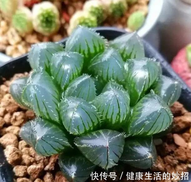 多肉玉露有4怕,塑料瓶扣3天,臭毛病全消失,美的像水晶!