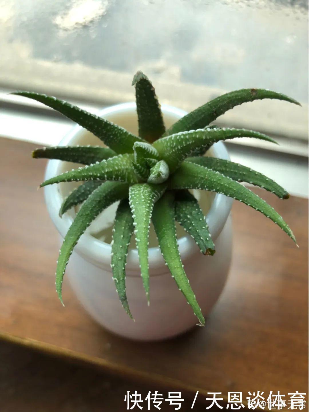 烂根|最难养的7种花，丢水里反而蹭蹭长，根系长满瓶！