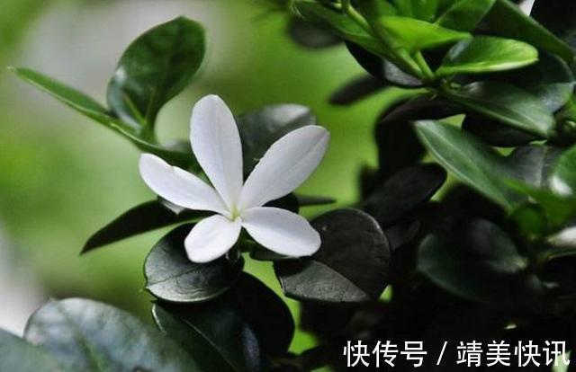 到了这个月份,栀子花“修剪”提上日程,明年开花就靠这几刀