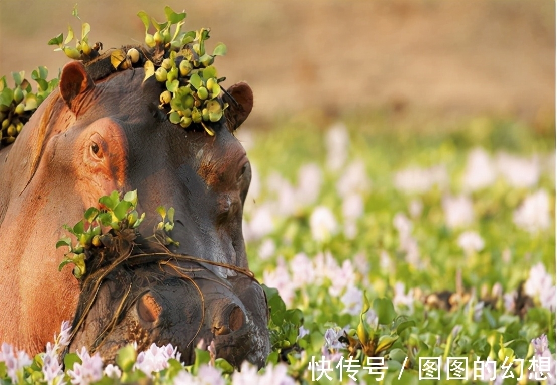 新王&非洲一部落,16岁男子继承酋长,同时继承76个妻子及400多个子女