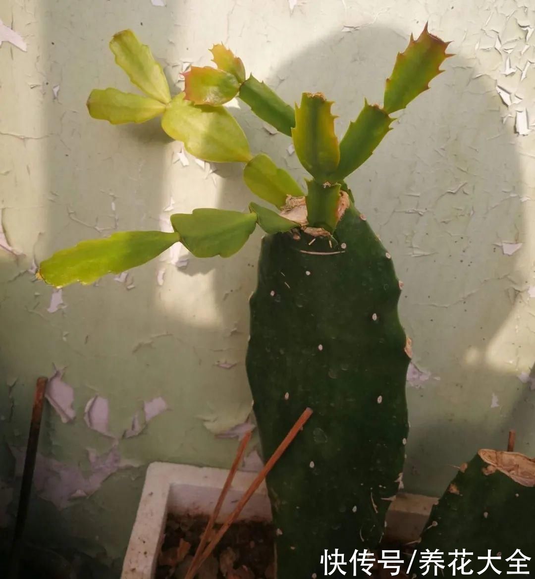 花苞|天热了，20种花最怕浇水，浇得越多，死得越快