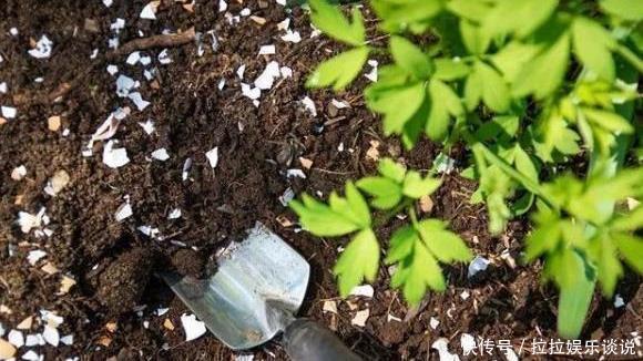 鸡蛋壳|用过的蛋壳能养花错了，难怪花越开越少，专家告诉你原因