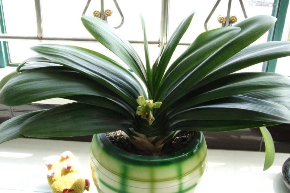 君子兰|君子兰天热要休眠,状态越来越差?坚持2不要,安全度夏