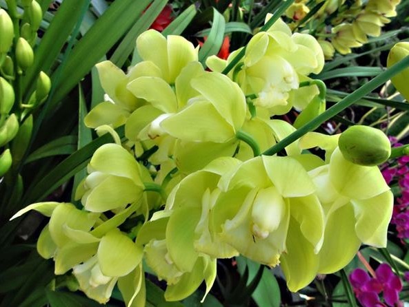 此花幽香典雅，多姿多彩的花色给人赏心悦目之感，寓意为高贵雍容