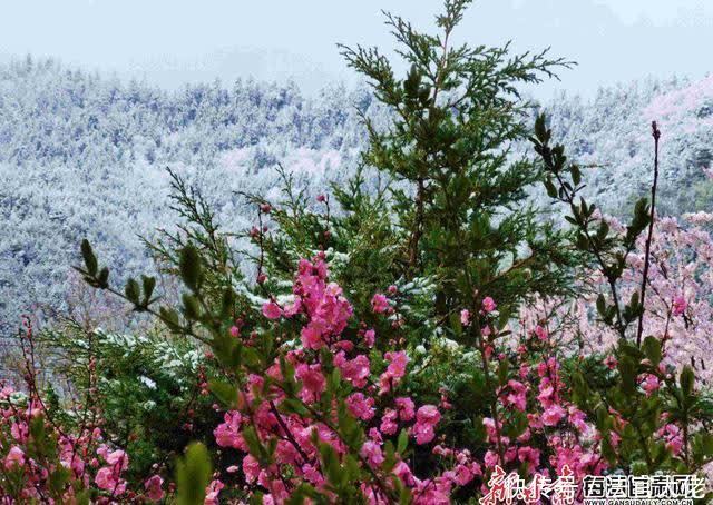 白雪遇春花，四月的迭部爱了爱了