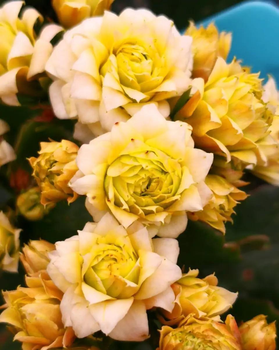 花色|75个长寿花品种,一个比一个美,一起来认识一下吧!