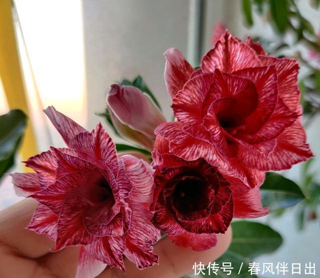 沙漠玫瑰渡劫失败，几天就直接化水，心疼我的傻妹