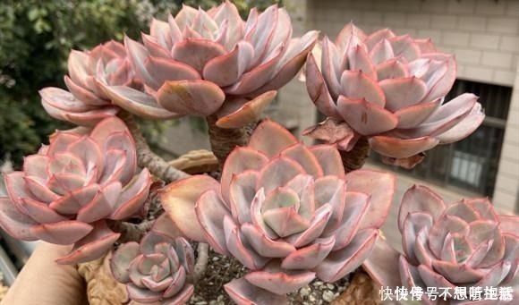 家庭|家庭养多肉,掌握这7点,就没有养不好的多肉植物!