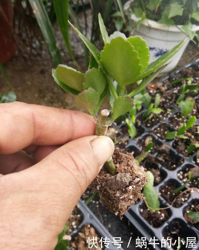 扦插长寿花?掌握4点,插一盆爆一盆,满阳台全是花
