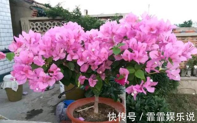 三角梅在花期，“1步”做对了，开花大又艳，轻松开爆盆