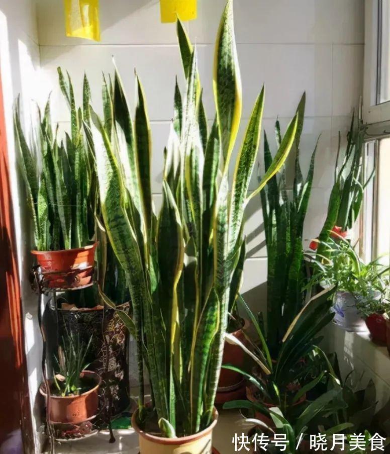 玉树|冷天养这8种花,有钱也要穷着养,断粮、少水更抗冻