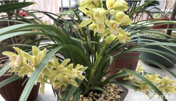 养分|养兰高手养兰花，都有“专用肥”，易吸收养分足，一般人都不知道