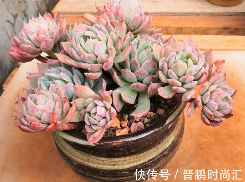 养群生多肉紫罗兰女王，季节交替、温度巨变，当多注意这4点