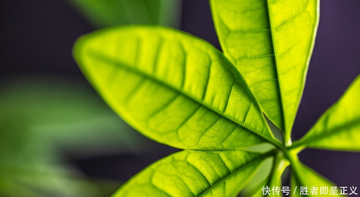 发财树冬天过冬有3怕,避开就能安全过冬!四季常绿净化空气