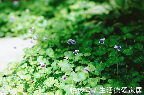 0度以下能开花的10种花草,最适合秋冬季节养,你家有没有?