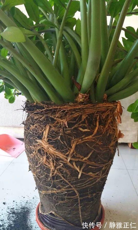 蹭蹭|这玩意1分钱不值,垫在花盆底,养啥花都旺,蹭蹭长爆盆