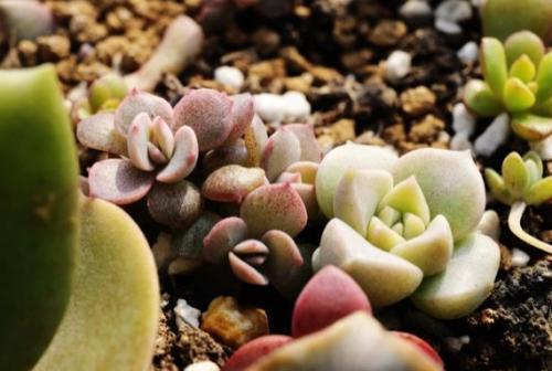 碰到这几种情况,多肉别浇水了!多浇一点就死翘翘