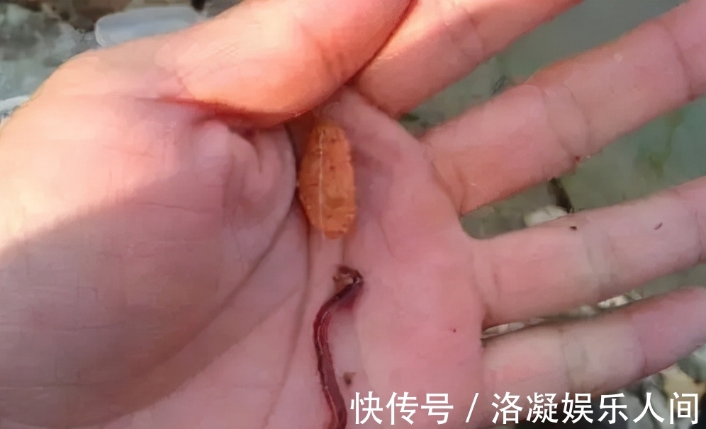 灵敏度|这种钓法比双铅钓法效果更好,适合冬季野钓,不用明显吃亏